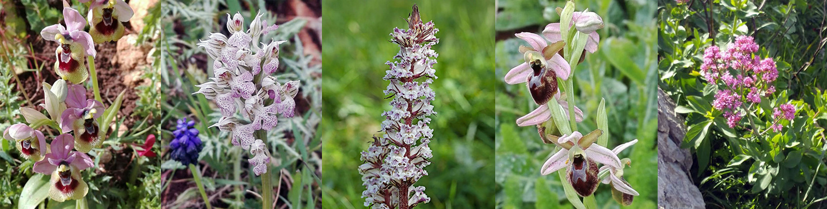 flora-riserva-zingaro